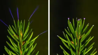 Field Confirmation: Trees Emit Corona Discharges During Thunderstorms