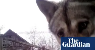 Chernobyl’s wild sanctuary reshapes the nuclear debate