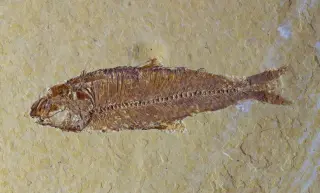 Tiny 436-Million-Year-Old Fossil Recasts the Origin of Bony Vertebrates