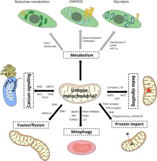Mitochondria Rethought as Dynamic, Heterogeneous Ecosystems