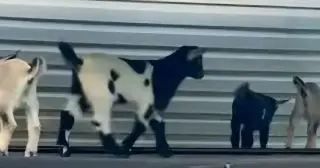 Four baby goats test positive for rabies at NC traveling petting zoo, prompting exposure warnings