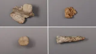 Enamel clues link Homo erectus to Denisovans in a web-like human tree