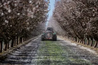 AI water use vs. almonds: a data-driven reality check