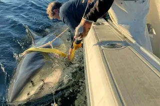 Massive male great white ‘Contender’ traced near East Coast vacation hotspot