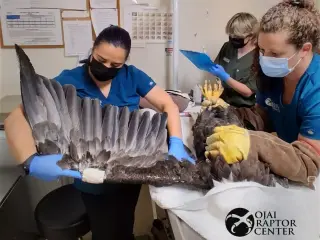 Jackie the Big Bear bald eagle fights for life as recovery begins