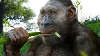 Hominin Taxonomy Reimagined: Australopithecus and Paranthropus Could Join Homo