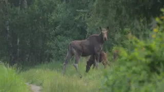 Chernobyl’s Wild Oasis: Wildlife Thrives in the Human-Free Exclusion Zone