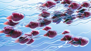 Pause-and-resume sperm strategy edges closer to reversible male birth control