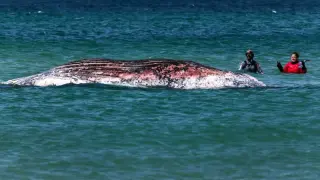 Timmy the humpback whale found dead off Danish coast, ending rescue saga
