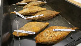 Danube Iron Hoard Reveals Late Iron Age Trade: 500 Bars Found