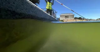Algae Rebounds in DC's Reflecting Pool After Renovations