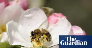 Probiotic and prebiotic diet helps bees weather cold, study finds