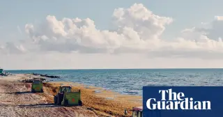 Miami Faces a Seaweed Surge as Sargassum Washes Ashore in Record Volumes