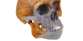 Ancient tooth proteins reveal Homo erectus left a genetic fingerprint in today’s humans