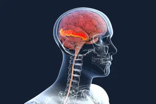 Study Reveals Human Brain Develops From Two Independent Progenitor Cells