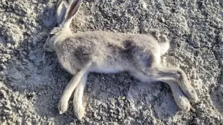 Utah detects rabbit hemorrhagic disease in wild rabbits, first since 2022
