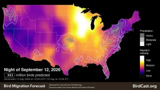 Moonlit Migrants: Minnesota Braces for Massive Autumn Bird Flight
