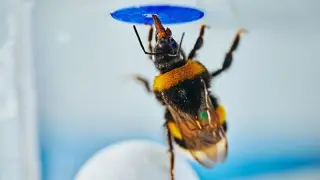 Bees demonstrate spontaneous problem-solving in a novel task, study finds