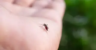 Skin oils and fatty acids, not sugar, determine who mosquitoes target