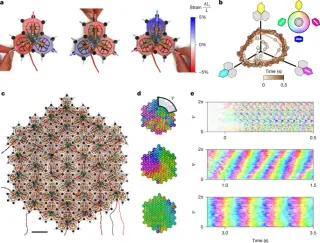 Engineers achieve time crystallization in active metamaterials via wave coarsening