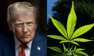 Barr and Sabet Warn Against Marijuana Rescheduling Over Health Risks