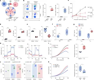 In vivo CRISPR screens reveal GPCR–GNAS axis as a brake on T cell therapy in solid tumors