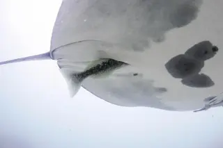 Remoras Dive Deep: New Findings Reframe Hitchhiking With Manta Rays