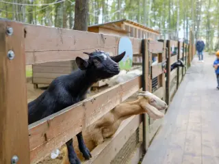 Petting-zoo party sparks public health rabies alert