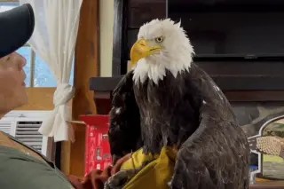 California's Beloved Bald Eagle Jackie Passes Away After Illness