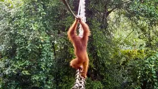 World-first: Sumatran orangutan crosses a canopy bridge in Sumatra