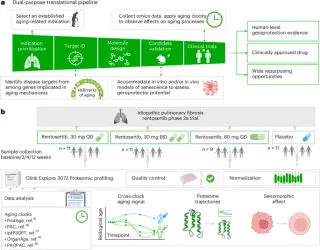 Proteomic aging clocks hint at geroprotective signals in rentosertib IPF trial