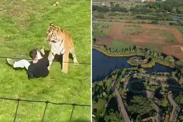 Fatal Tiger Attack at UK Park Prompts Closure and Safety Debate