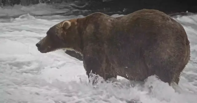 Backpack Claims 2026 Fat Bear Week Crown in Close Race Against 910