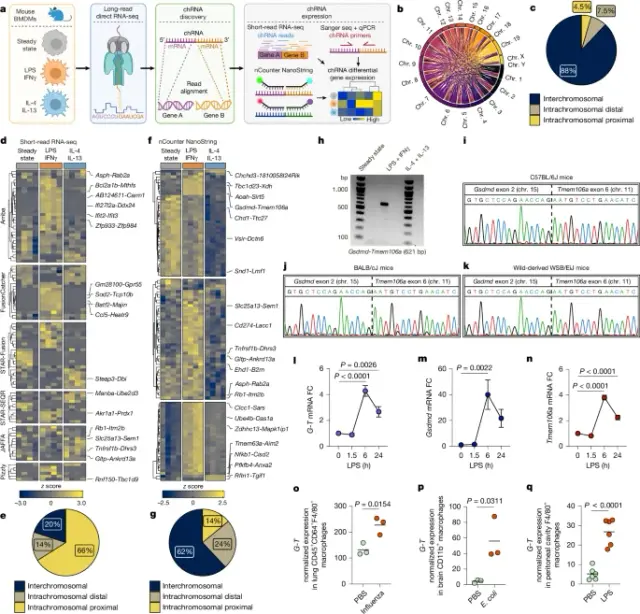 Inflammation reveals functional chimeric mRNAs that regulate immunity