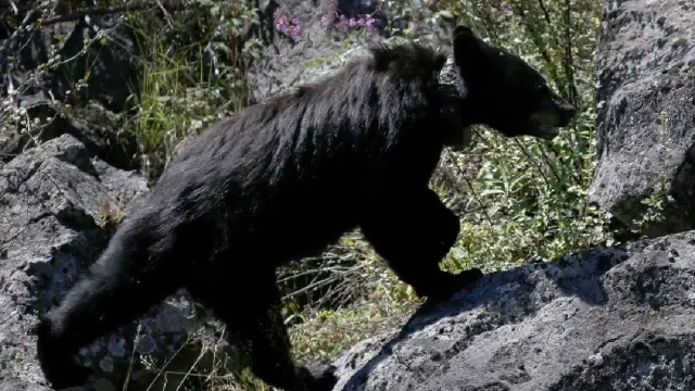Visitor-fed bear euthanized in Grand Teton after repeated food encounters