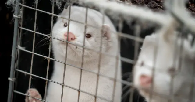 Utah mink farm faces bird flu crisis amid regulatory gaps