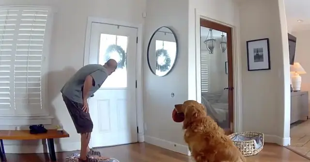 Friendly Golden Retriever Turns San Diego Break-In into Playtime