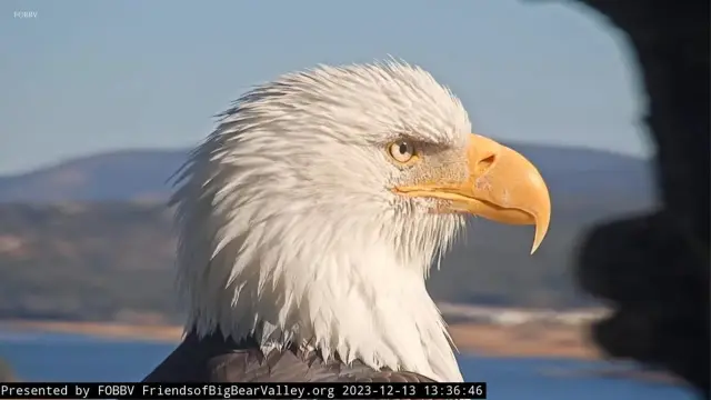 Ontario Tower Buzzers Schedule 'Fly High, Jackie Night' to Honor Late Bald Eagle