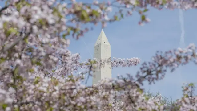 Rumor of Dozens of Cherry Trees Cut for Trump's DC Golf Renovation Debunked