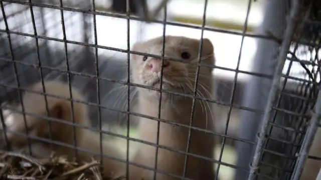 Utah Mink Farm Bird Flu Outbreak Exposes Regulatory Gaps and Public Health Concerns