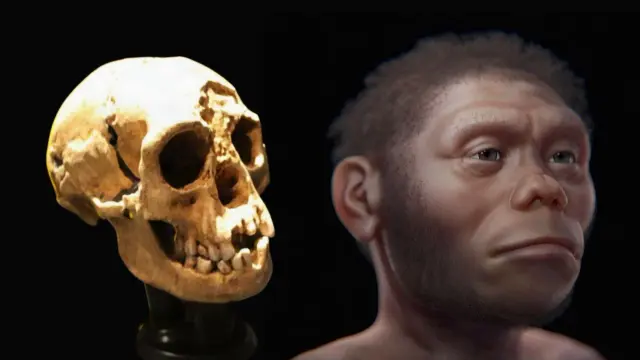 Hobbits' hips hint at human-like walking, study finds