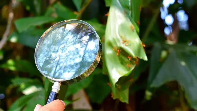 EcoSmart Ant Killer: A Plant-Based, Pet-Friendly Lawn Solution
