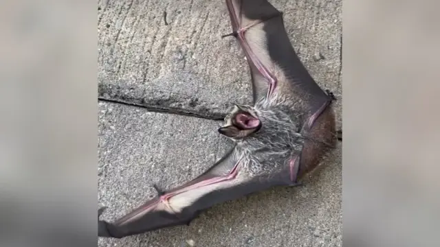 Rescuers Save Injured Bat Named Nibbles After Online Call for Euthanasia