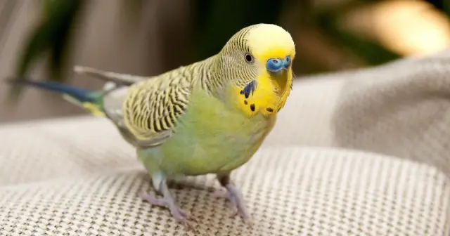 Iowa Attorney Builds DIY Submarine for Parakeet to Snorkel in Bahamas