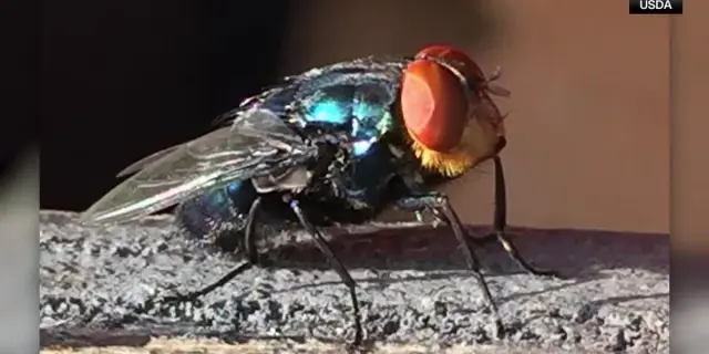 USDA Marks Billionth Sterile Fly Release as Screwworm Cases Remain Low
