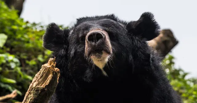 Skydiver Fatality and Bear Rampage Highlight a Day of Jolting Headlines