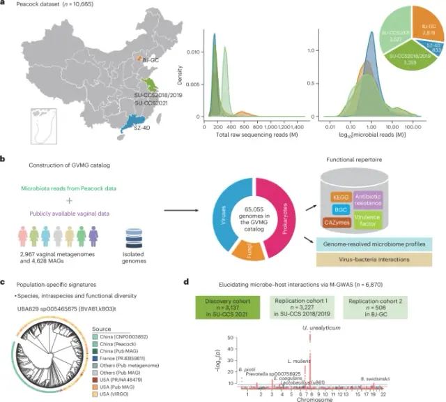 Global vaginal microbiome atlas ties host genetics and ancestry to microbial diversity