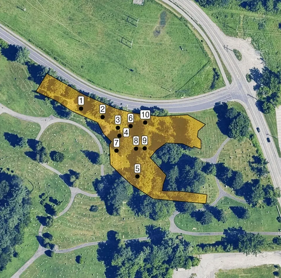 Millions of ground-nesting bees found thriving beneath a cemetery