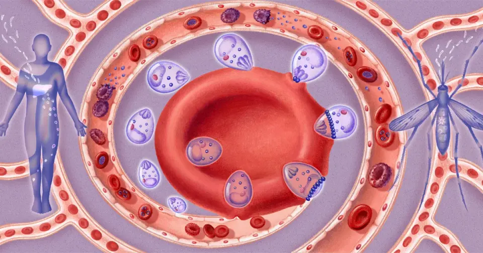Cryo-Electron Microscopy Reveals Malaria Parasite’s Molecular Entry Mechanism