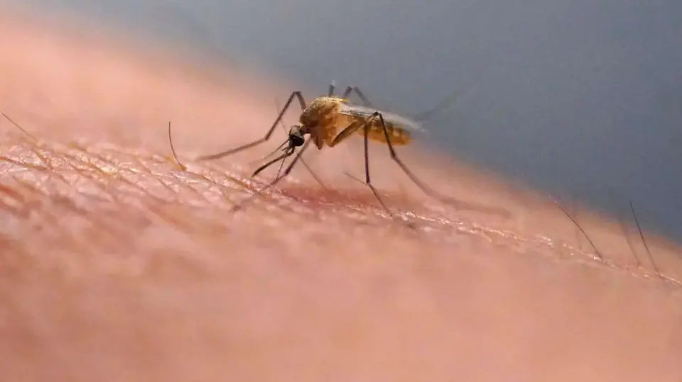 Scratch That Itch: Science Explains Why It Feels Good But Worsens Bug Bites